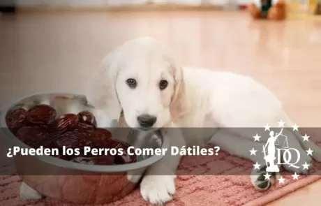 Pueden los Perros Comer Dátiles