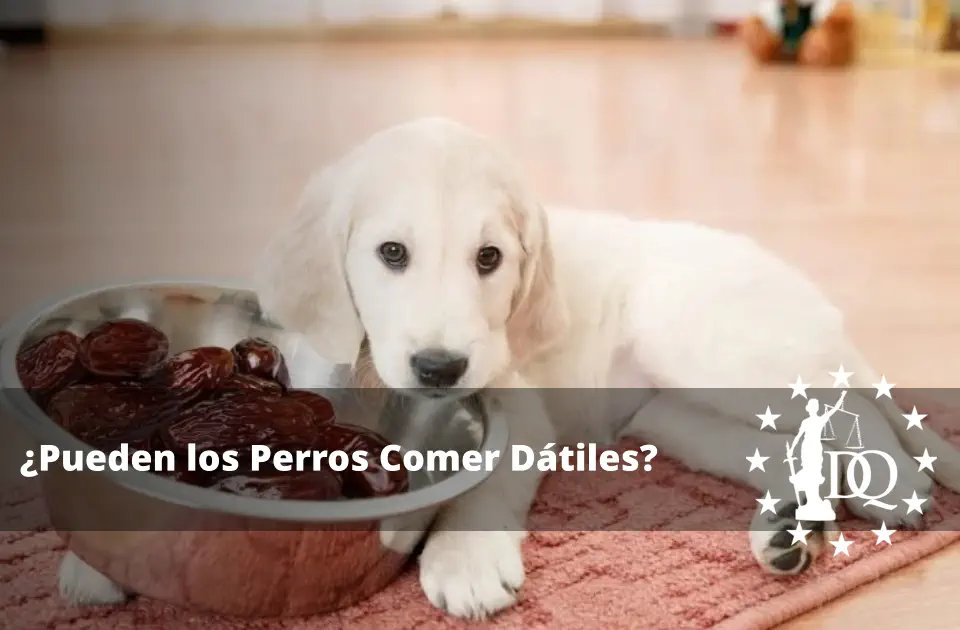 Pueden los Perros Comer Dátiles