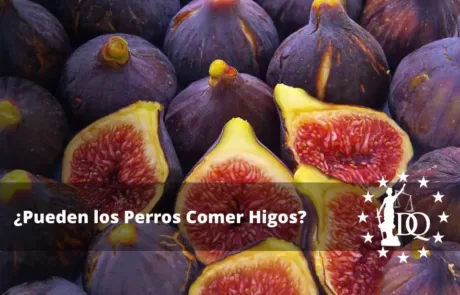 Pueden los Perros Comer Higos