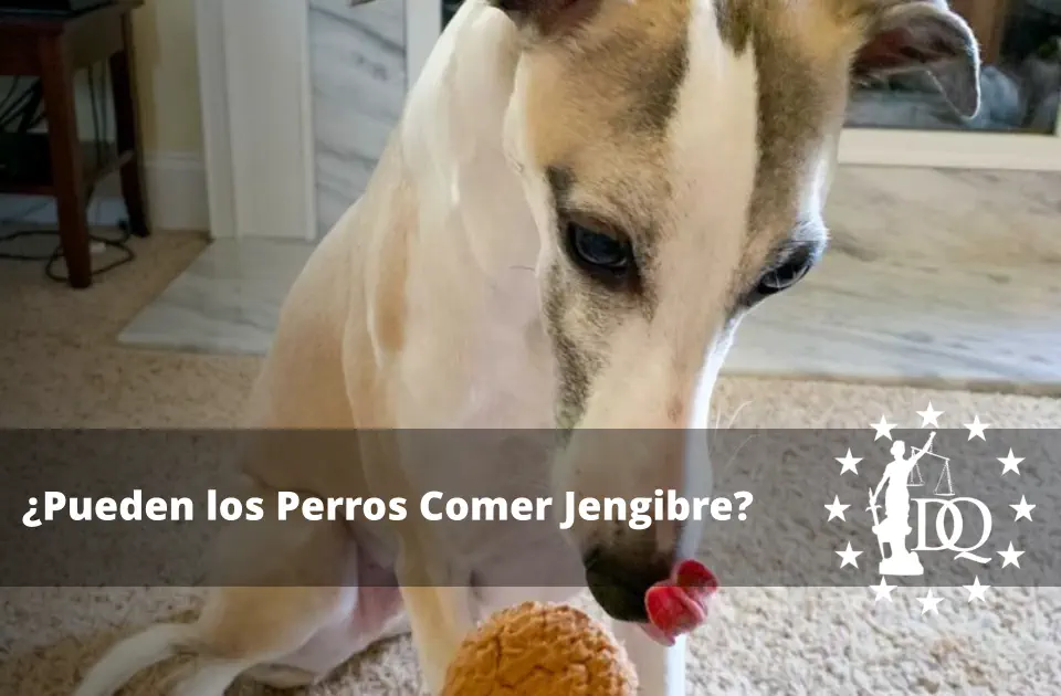 Pueden los Perros Comer Jengibre