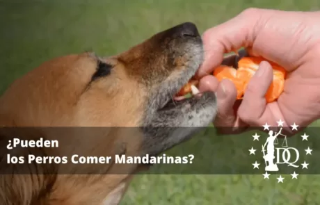 Pueden los Perros Comer Mandarinas