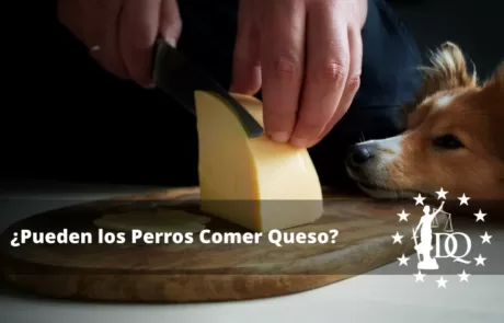 Pueden los Perros Comer Queso