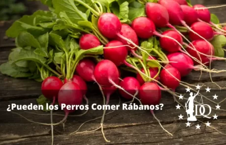 Pueden los Perros Comer Rábanos