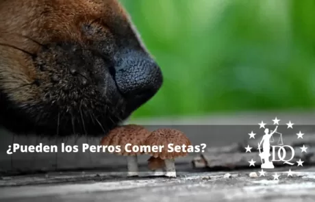 Pueden los Perros Comer Setas