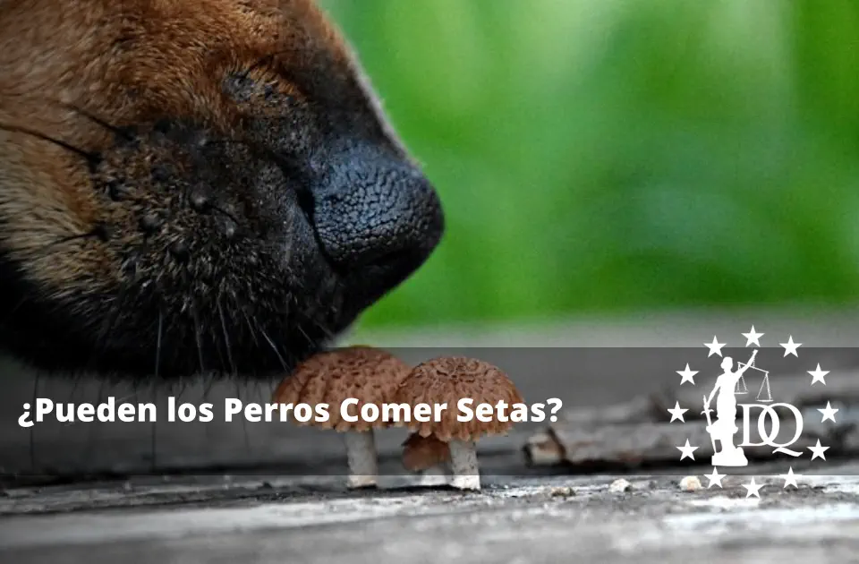 Pueden los Perros Comer Setas