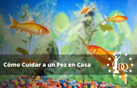 Cómo Cuidar a un Pez en Casa. Los Primeros Días de tu Mascota