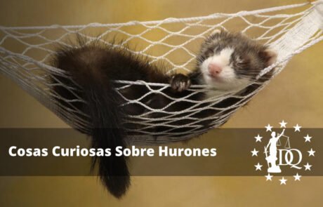 Cosas Curiosas Sobre Hurones. Datos y Curiosidades de tu Mascota