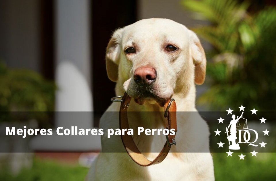 Mejores Collares para Perros Grandes y Pequeños