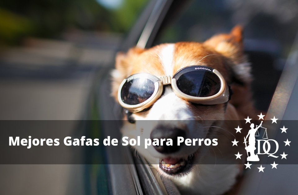 4 Mejores Gafas de Sol para Perros Grandes y Pequeños de 2023