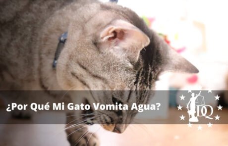 Por Qué Mi Gato Vomita Agua Qué Hago