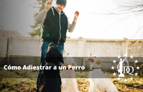 Cómo Adiestrar a un Perro