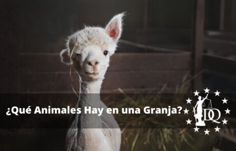 Un animal de granja es un tipo de animal domesticado que se utiliza para la producción de cultivos o para la producción de carne y animales. Por consiguiente, engloba tanto a especies domesticadas como el ganado vacuno y las aves de corral como a criaturas salvajes como el visón y los peces. Existe una amplia gama de motivos para criar ganado. La mayoría de los animales de granja se crían para ser sacrificados. La mayor parte de la proteína de la dieta estadounidense procede de la carne de vacas, cerdos y pollos, mientras que los animales de atractivo pelaje son asesinados únicamente por sus pieles. Algunos de estos animales se crían por su leche, huevos, lana o miel; otros, como los burros y las mulas, se crían por sus habilidades. Sin embargo, los animales de granja a veces pueden transmitir gérmenes peligrosos que pueden producir diversas enfermedades y dolencias en las personas, desde pequeñas infecciones cutáneas hasta enfermedades graves. Sin embargo, relacionarse con ellos tiene numerosas ventajas. Qué Animales Hay en una Granja