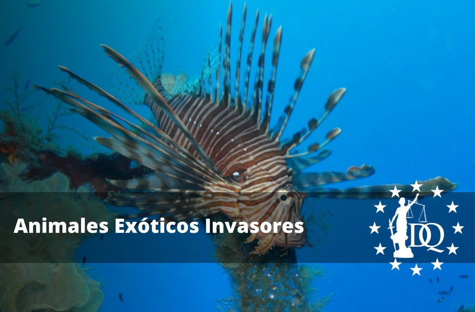 Animales Exóticos Invasores Qué Son Estas Especies