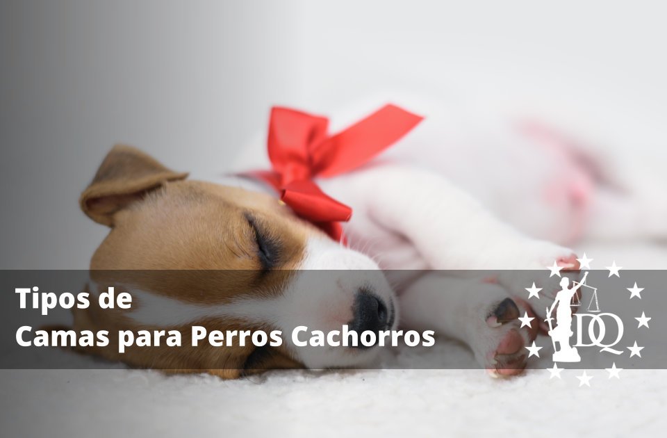 Tipos de Camas para Perros Cachorros