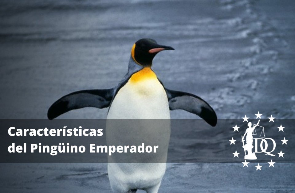 Características del Pingüino Emperador