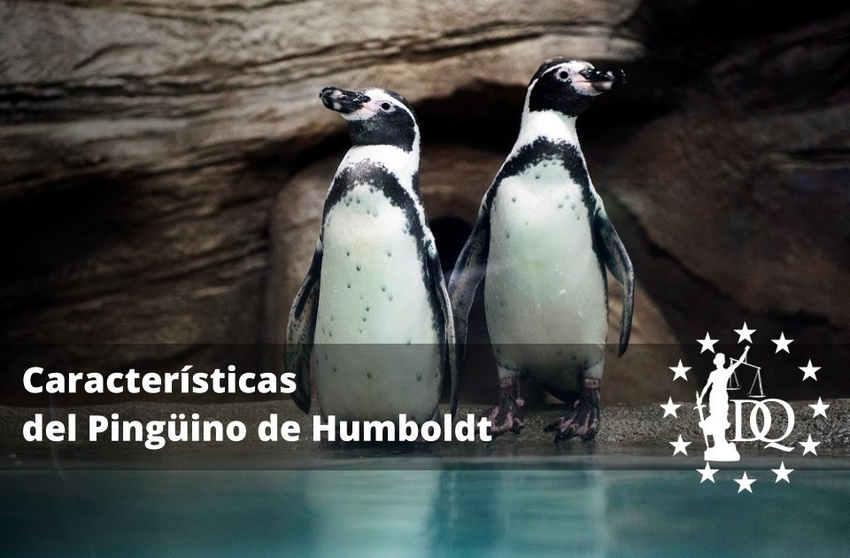 Características del Pingüino de Humboldt