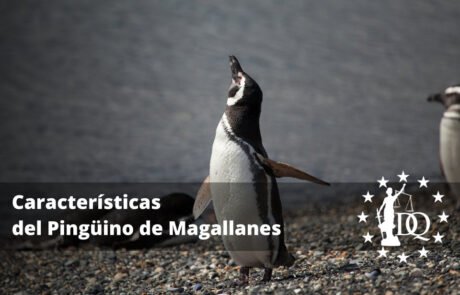 Características del Pingüino de Magallanes