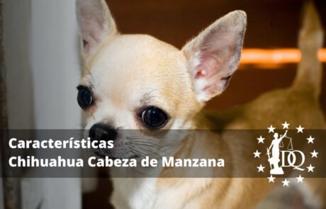 Chihuahua Cabeza de Manzana Características