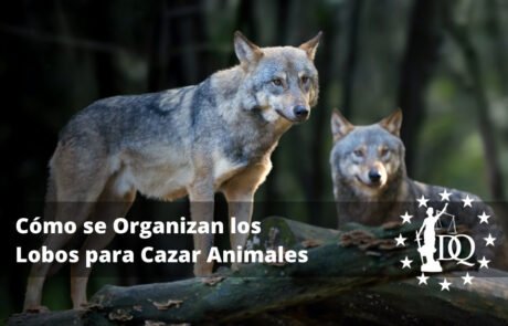 Cómo se Organizan los Lobos para Cazar Animales