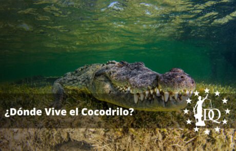 Dónde Vive el Cocodrilo