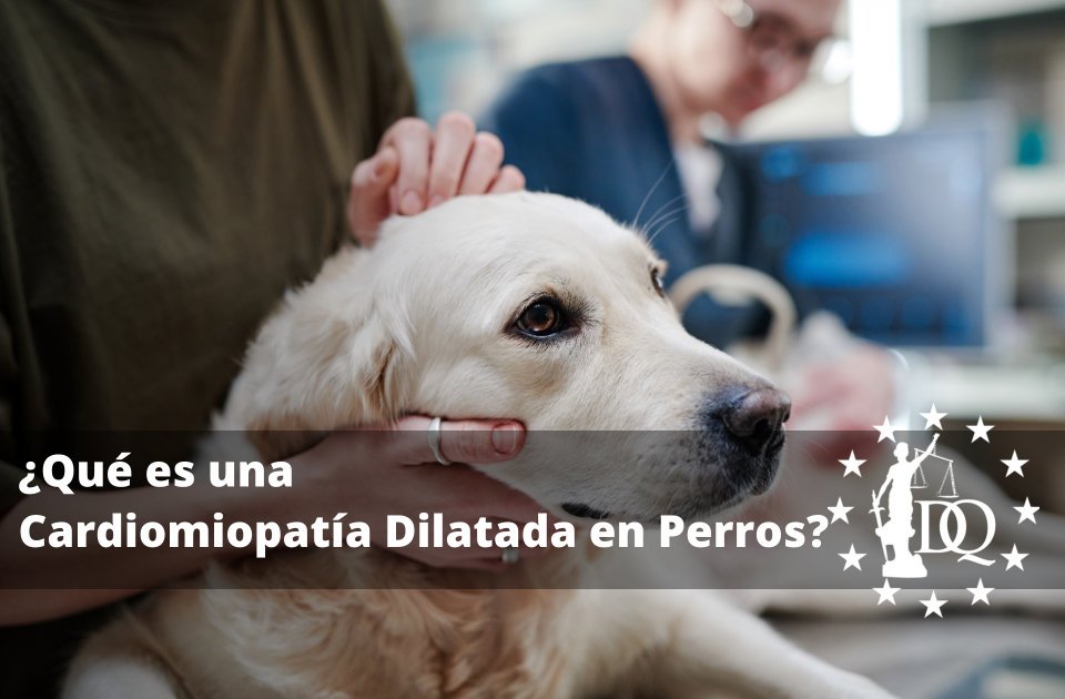 Qué es una Cardiomiopatía Dilatada en Perros