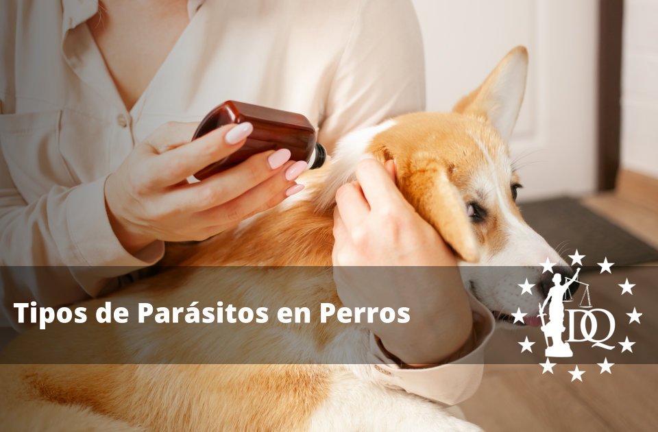 Tipos de Parásitos en Perros