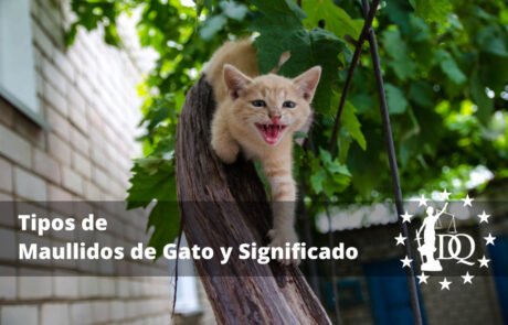 Tipos de Maullidos de Gato y Significado