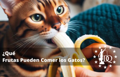 Qué Frutas Pueden Comer los Gatos