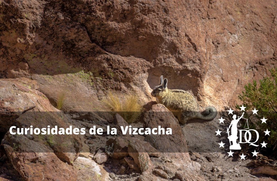 Curiosidades de la Vizcacha