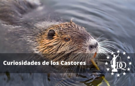 Curiosidades de los Castores