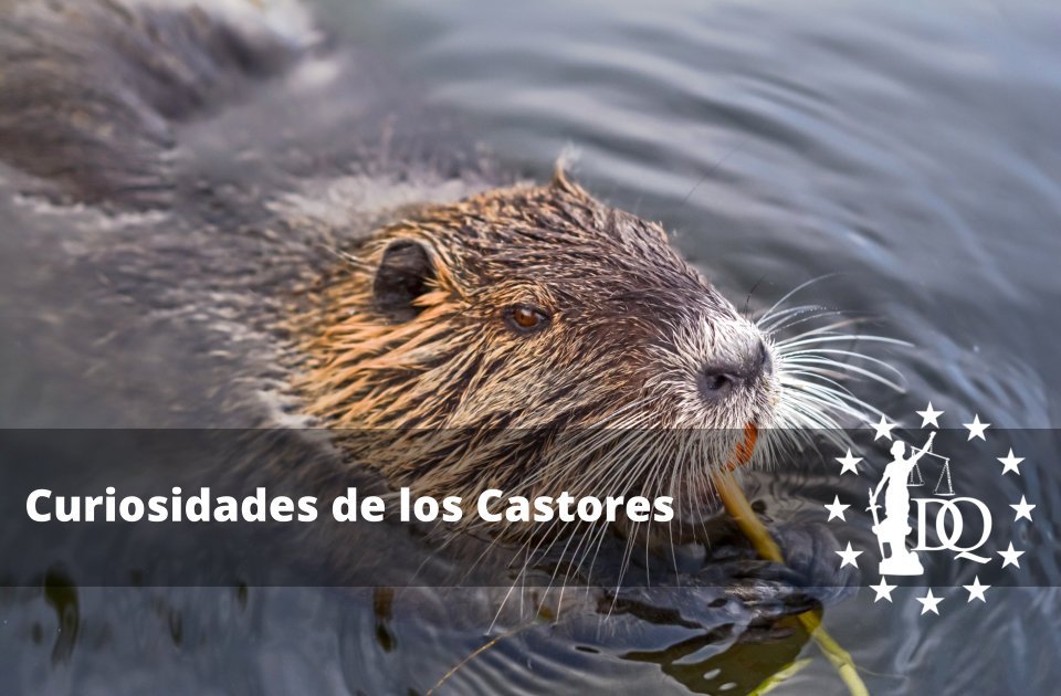 Curiosidades de los Castores