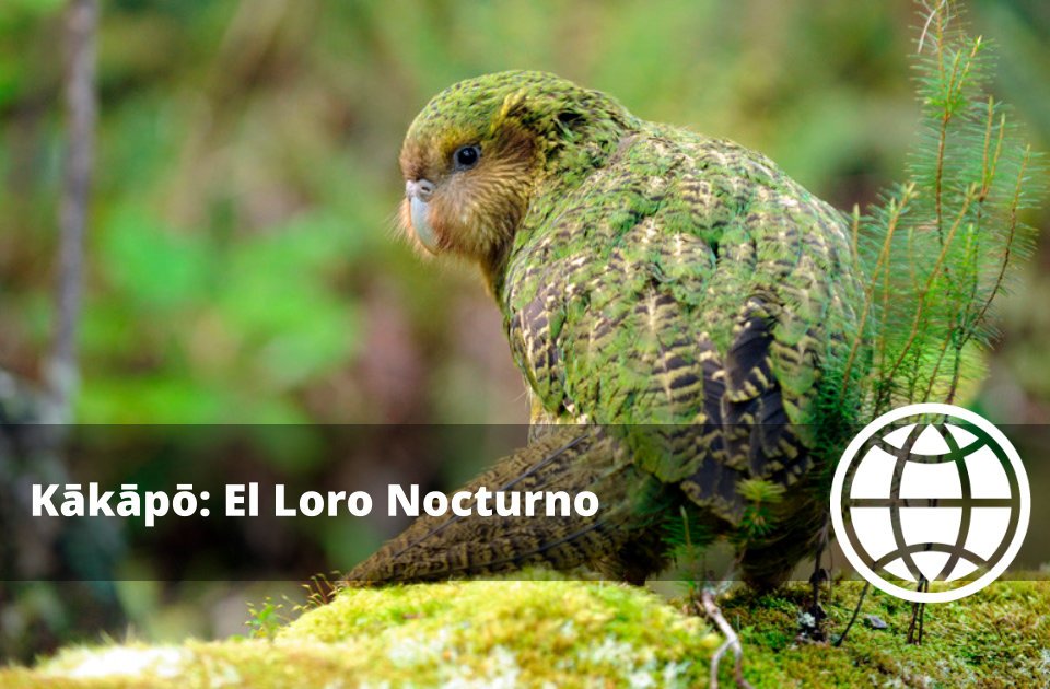 Kākāpō El Loro Nocturno