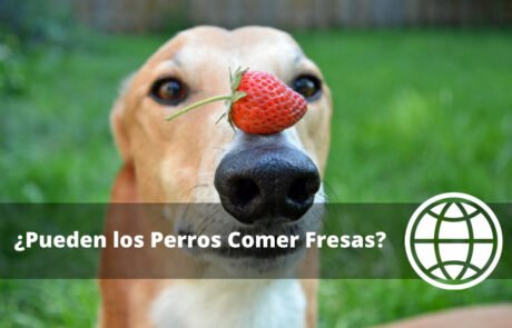 Pueden los Perros Comer Fresas