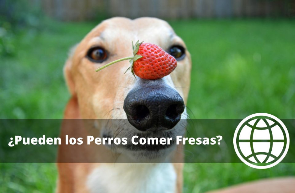 Pueden los Perros Comer Fresas