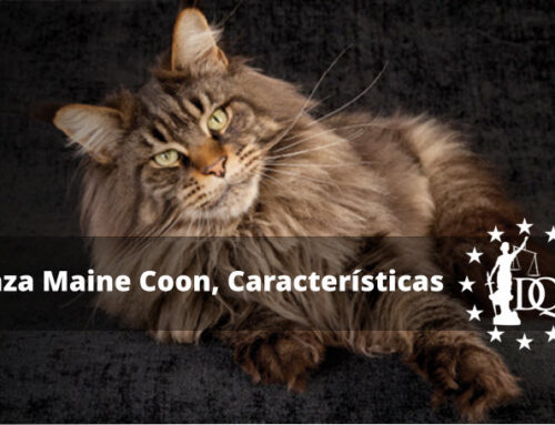 Raza Gato Maine Coon Características, Precio, Peso y Tamaño