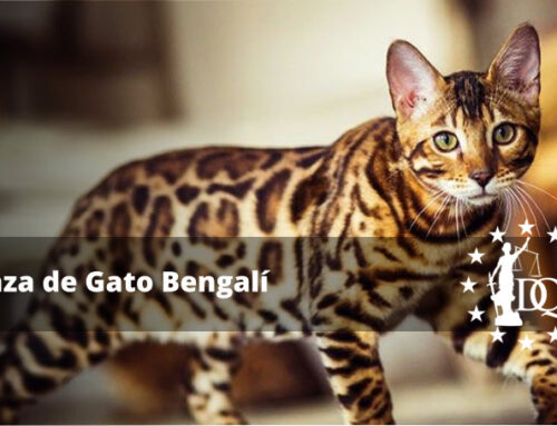Raza de Gato Bengalí Características, Precio, Tamaño y Peso