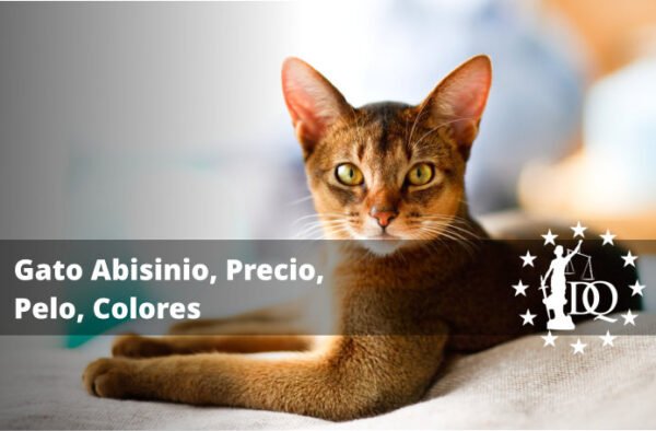 Gato Abisinio, Precio, Pelo, Colores