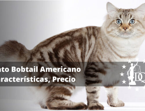 Gato Bobtail Americano Características, Precio