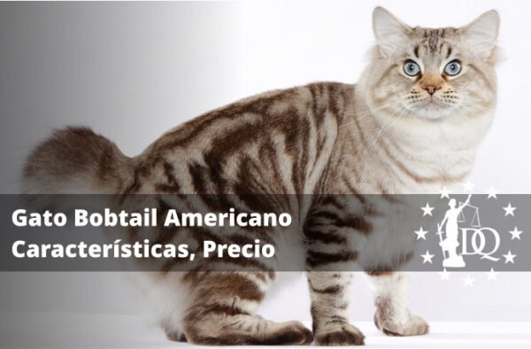 Gato Bobtail Americano Características, Precio