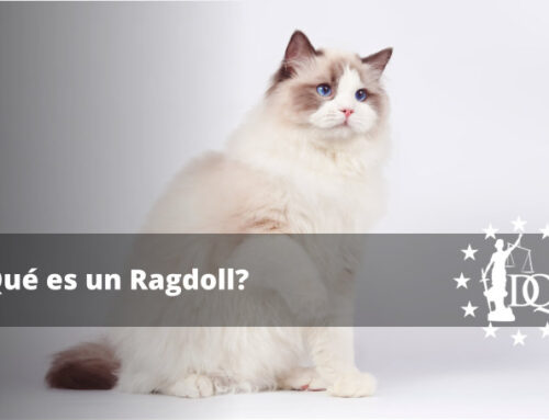 ¿Qué es un Ragdoll? ¿lo Conoces?