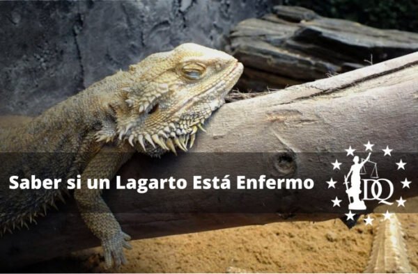 ¿Cómo Saber si Mi Lagarto Está Enfermo?