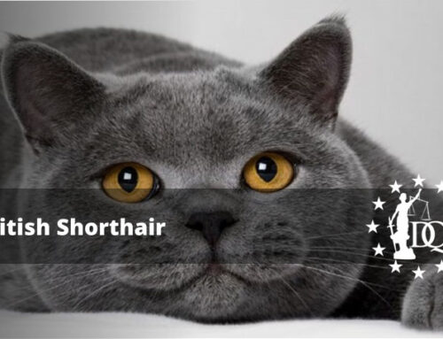 ¿Cómo Son los Gatos British Shorthair?