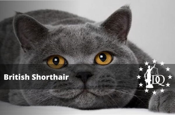 ¿Cómo Son los Gatos British Shorthair?