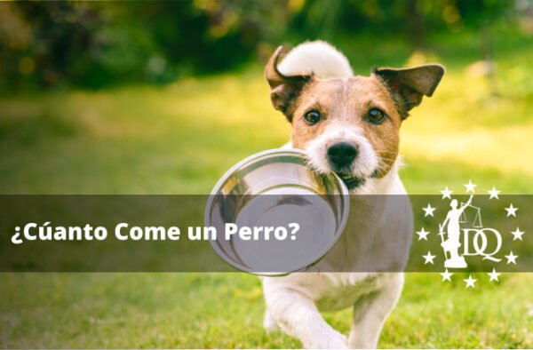 ¿Cuánta Comida se le da a un Perro?