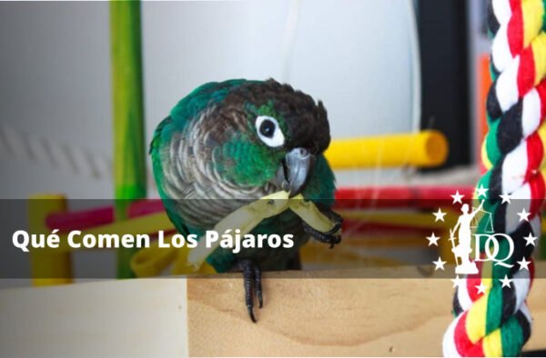 Qué se le Puede dar de Comer a los Pájaros