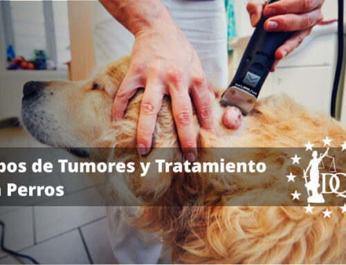 Tipos de Tumores en los Perros y Cómo Tratarlos