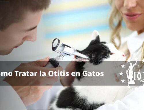 Tratamiento para Otitis de Gato