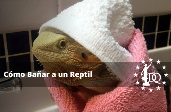 Cómo Bañar a un Reptil