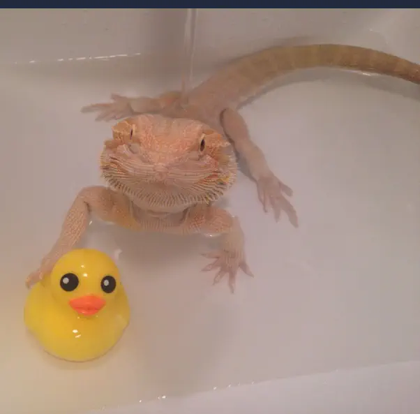 Cómo Bañar a un Reptil - Bañando un Lagarto