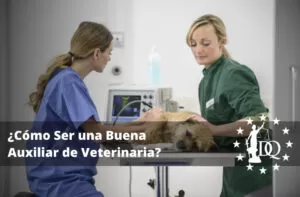 ¿Cómo Ser una Buena Auxiliar de Veterinaria?